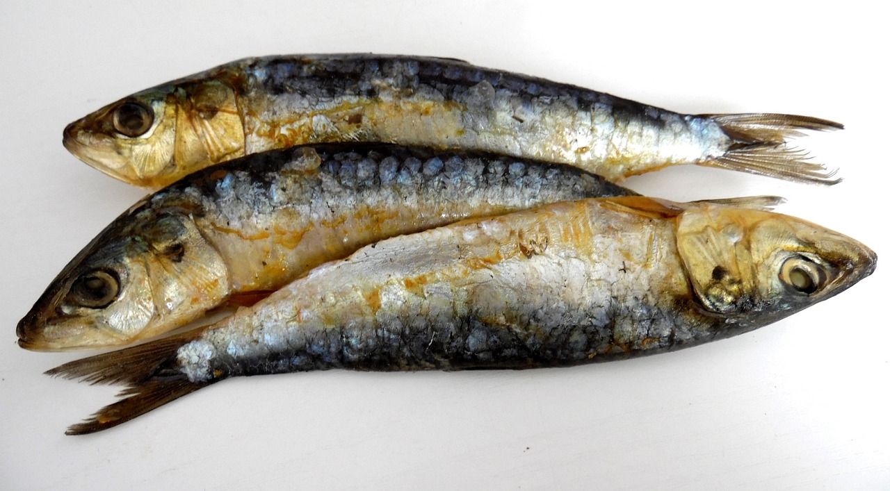 Sardinas