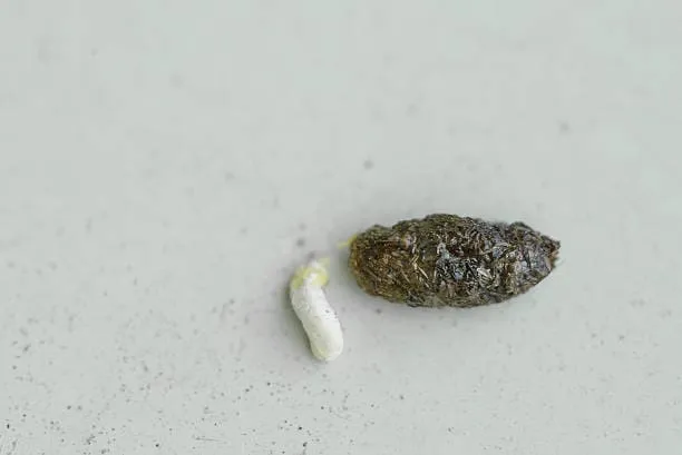 caca de lagartija