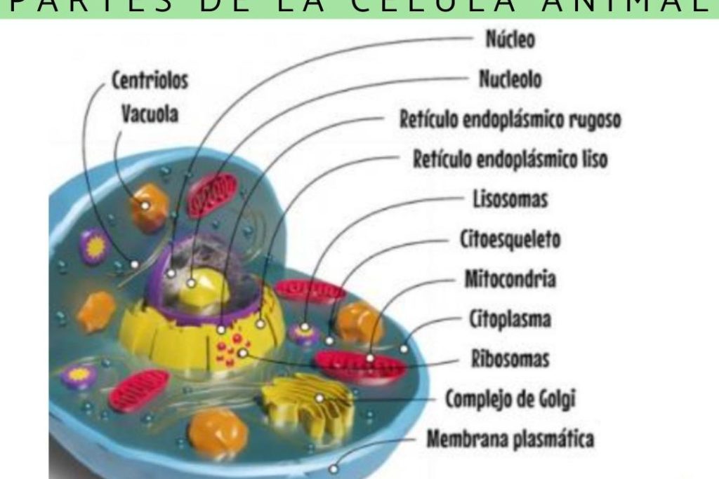 celulas animales