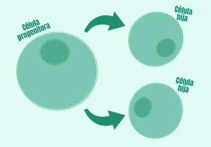 celulas hijas
