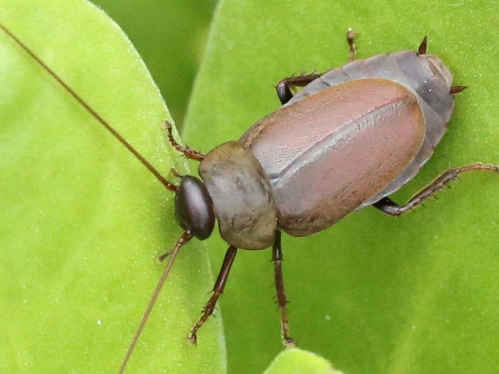 cucarachas escarabajos