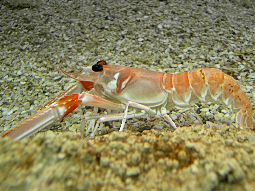 escamarlan cigala