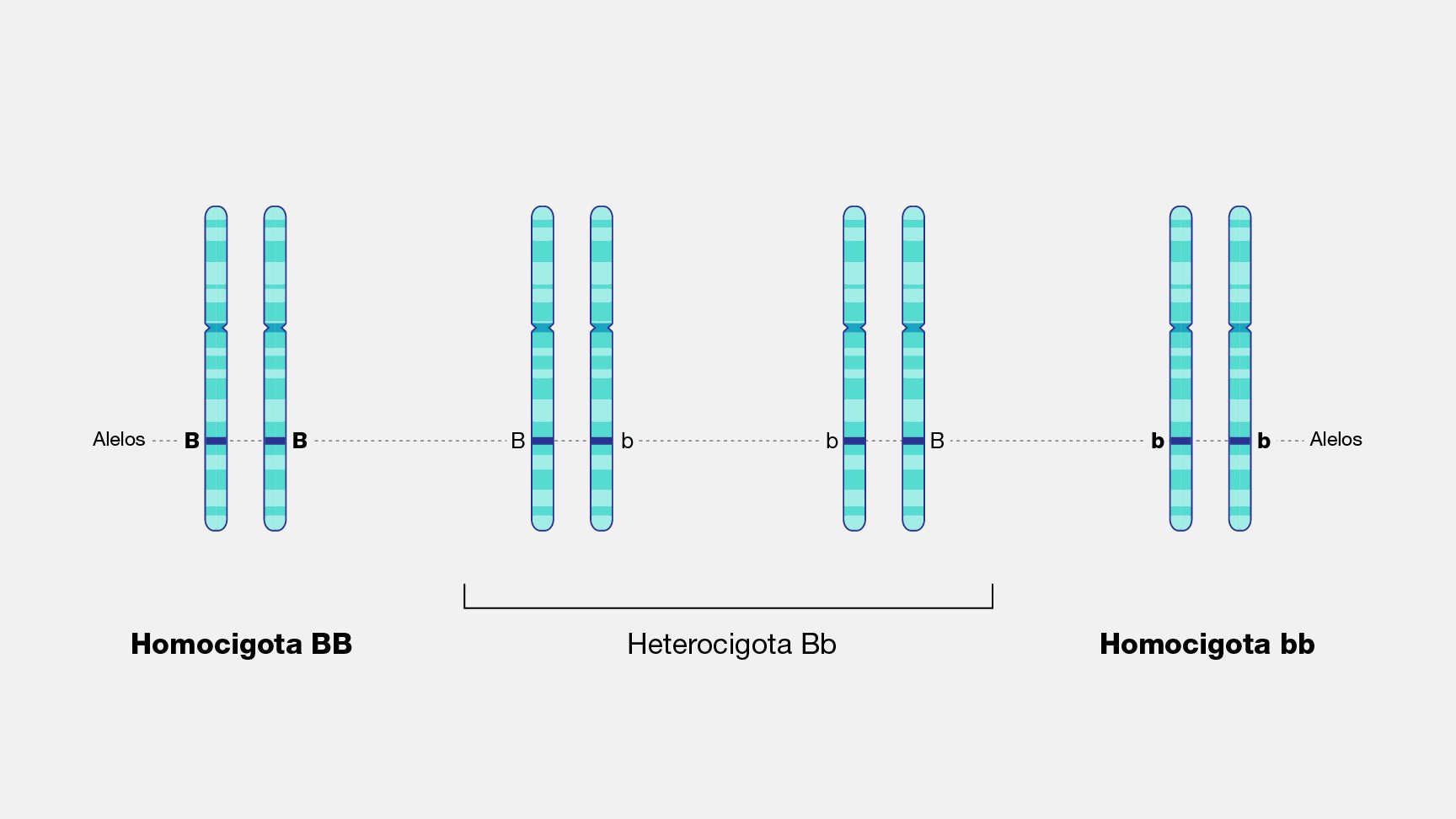 homocigoto heterocigoto